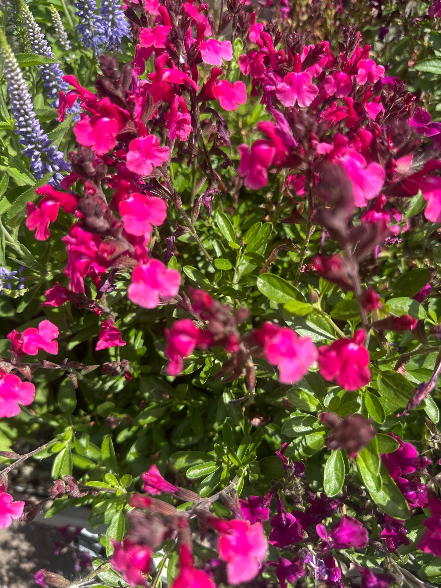 Salvia Magical 3Ltr