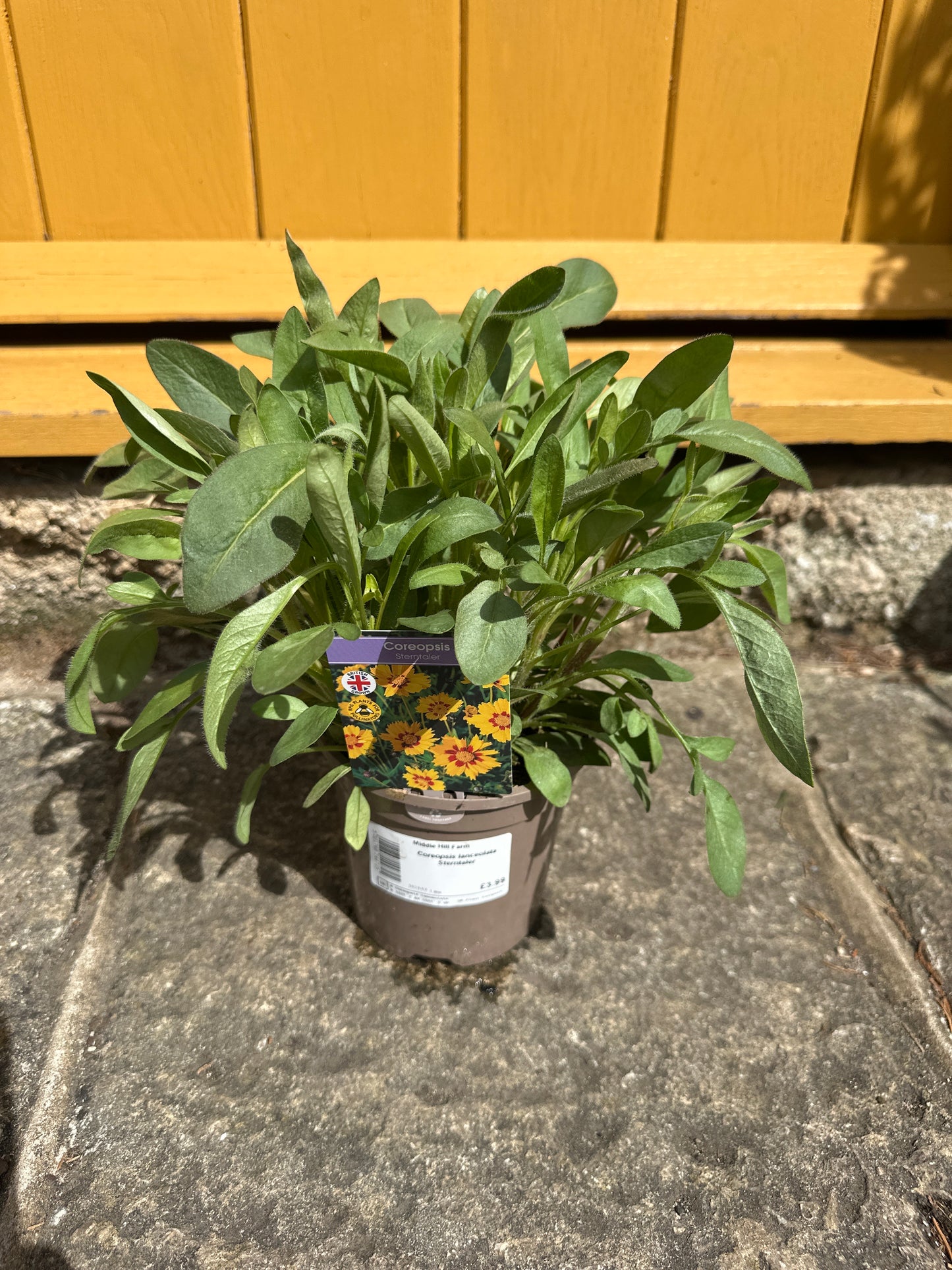 Coreopsis lanceolata Sterntaler 1Ltr
