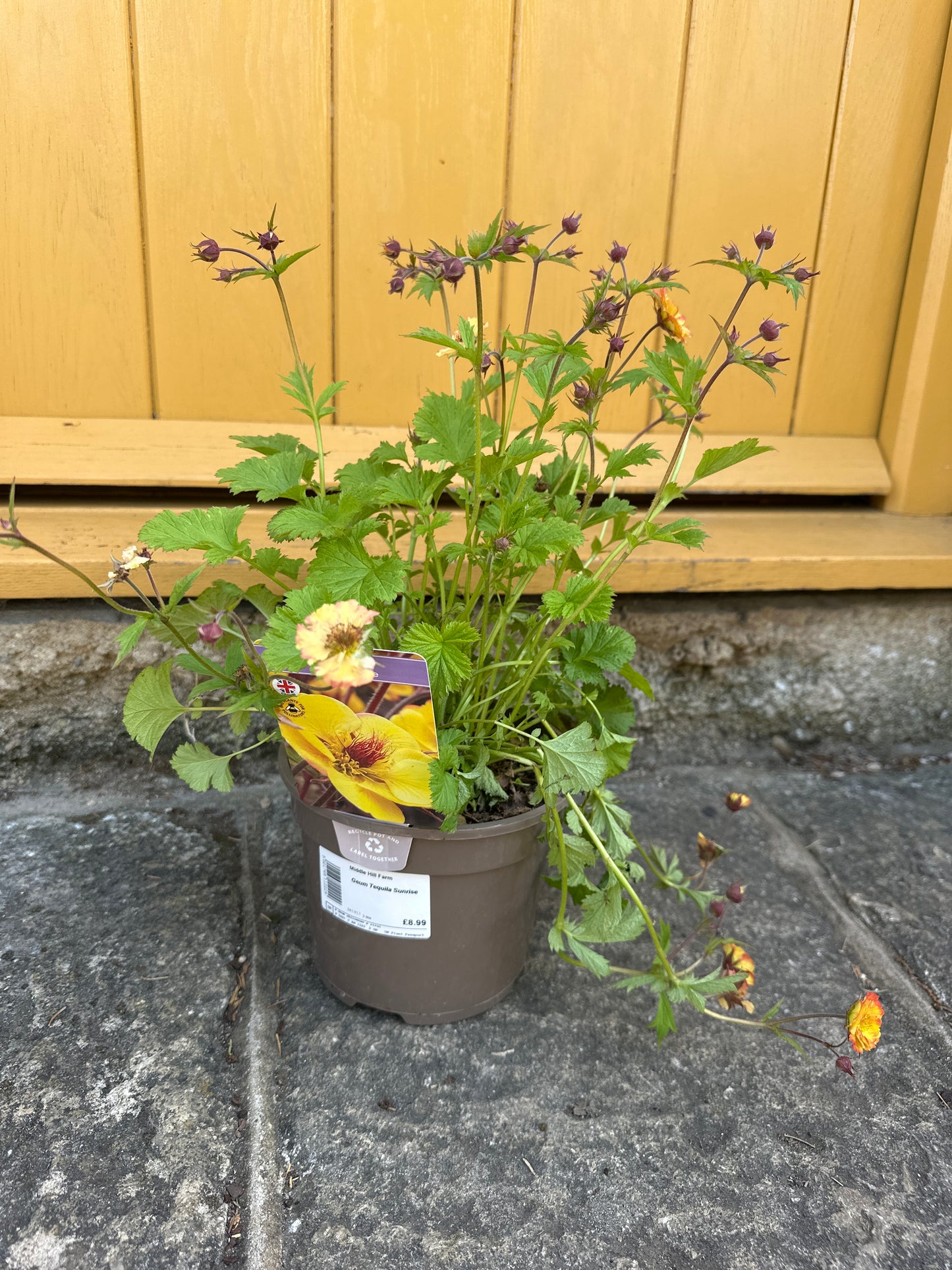 Geum 2Ltr