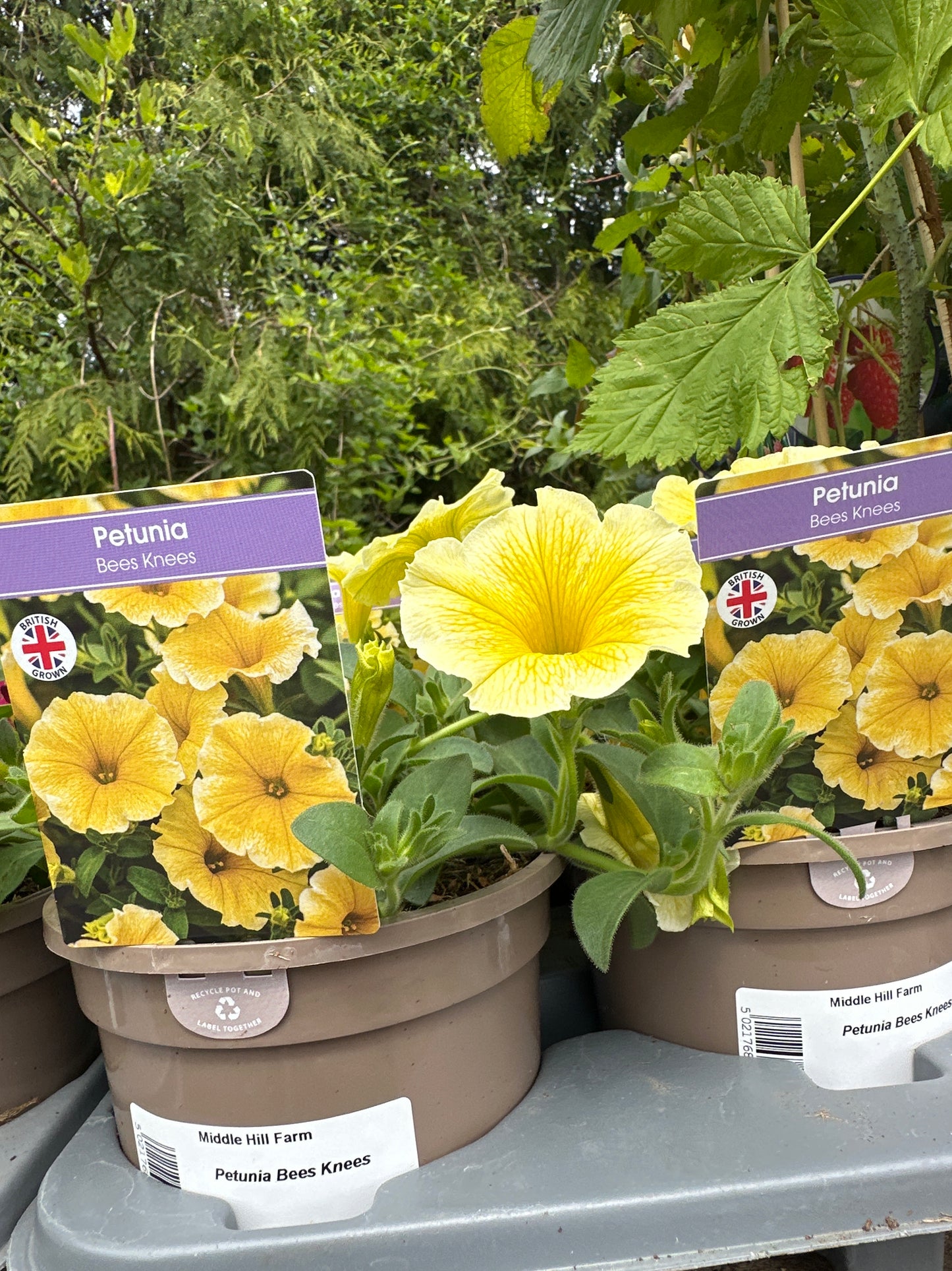 Petunia 1Litre