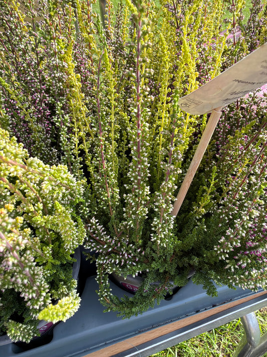 Calluna Garden Girls Vanilla Plum 11cm
