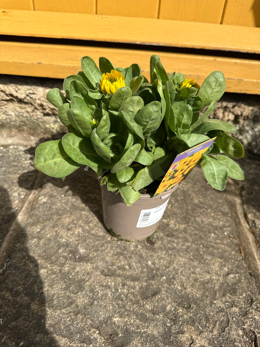 Calendula Fiesta Yellow 1Ltr