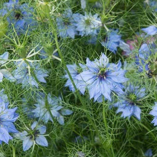Shady Spot Seed Set