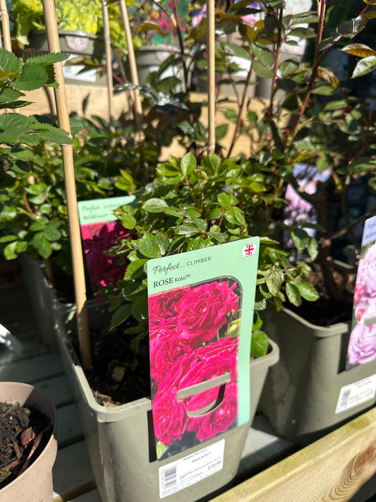 Rosa Kolo 4.5Ltr