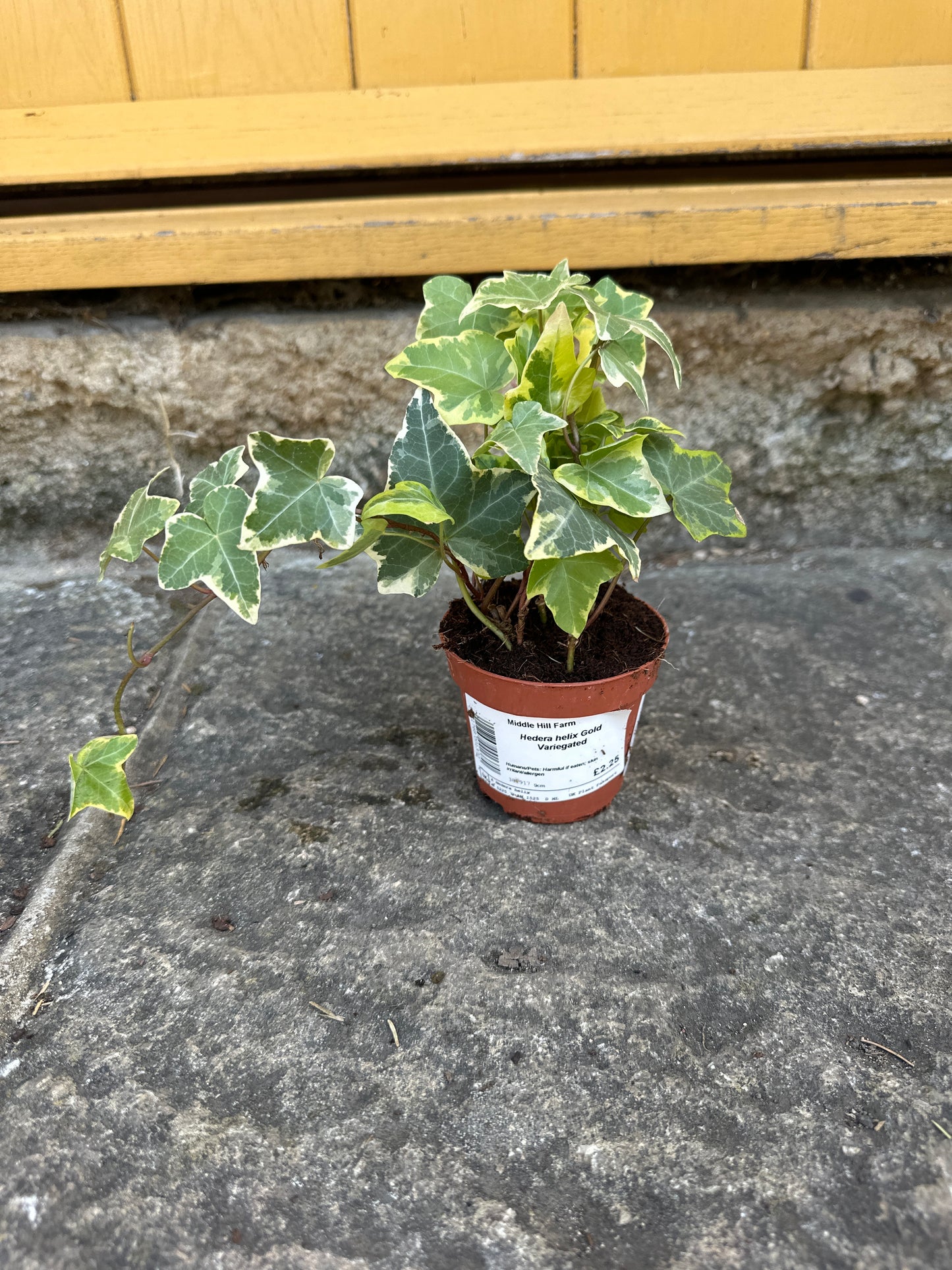 Hedera helix 9cm