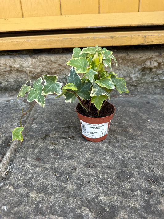 Hedera helix 9cm
