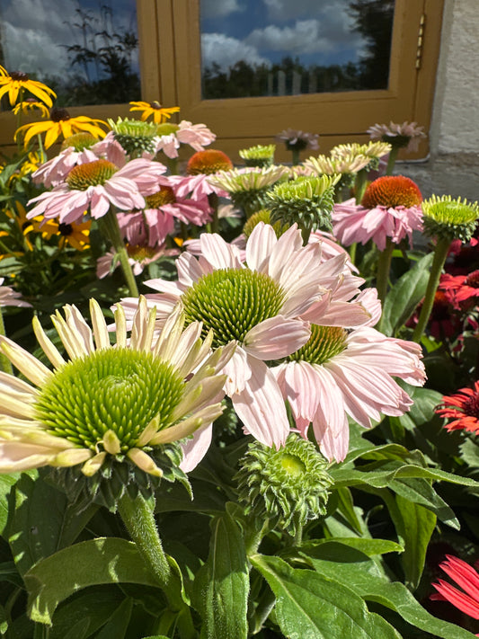 Echinacea 3Ltr