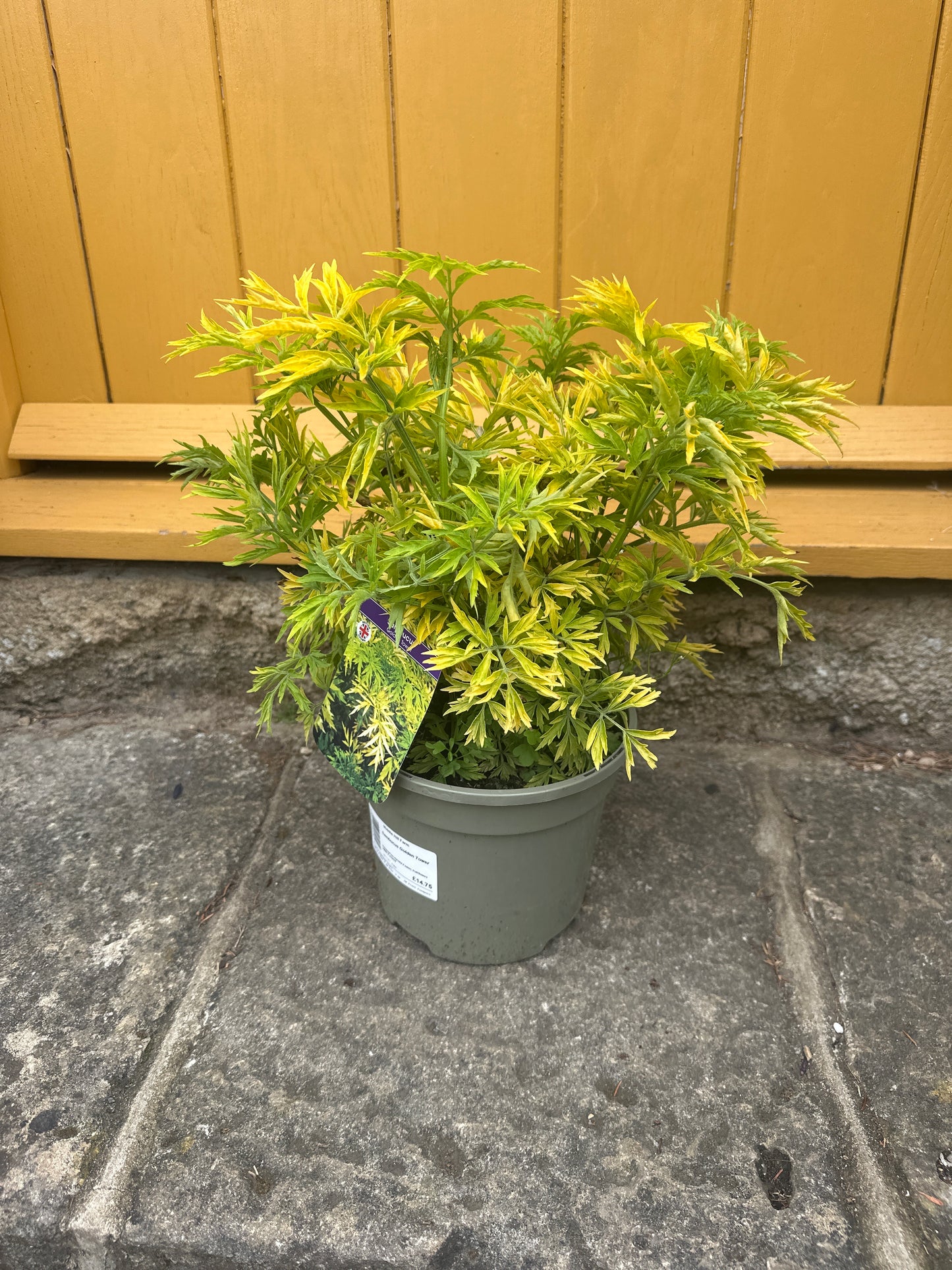 Sambucus Golden Tower 3Ltr