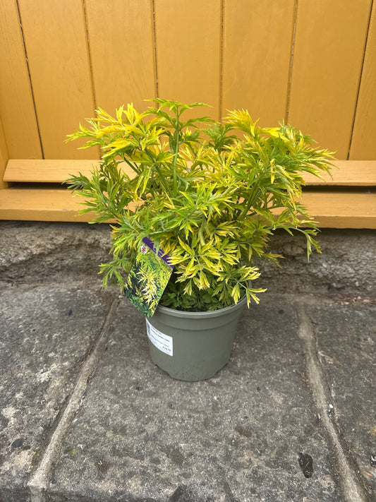 Sambucus Golden Tower 3Ltr