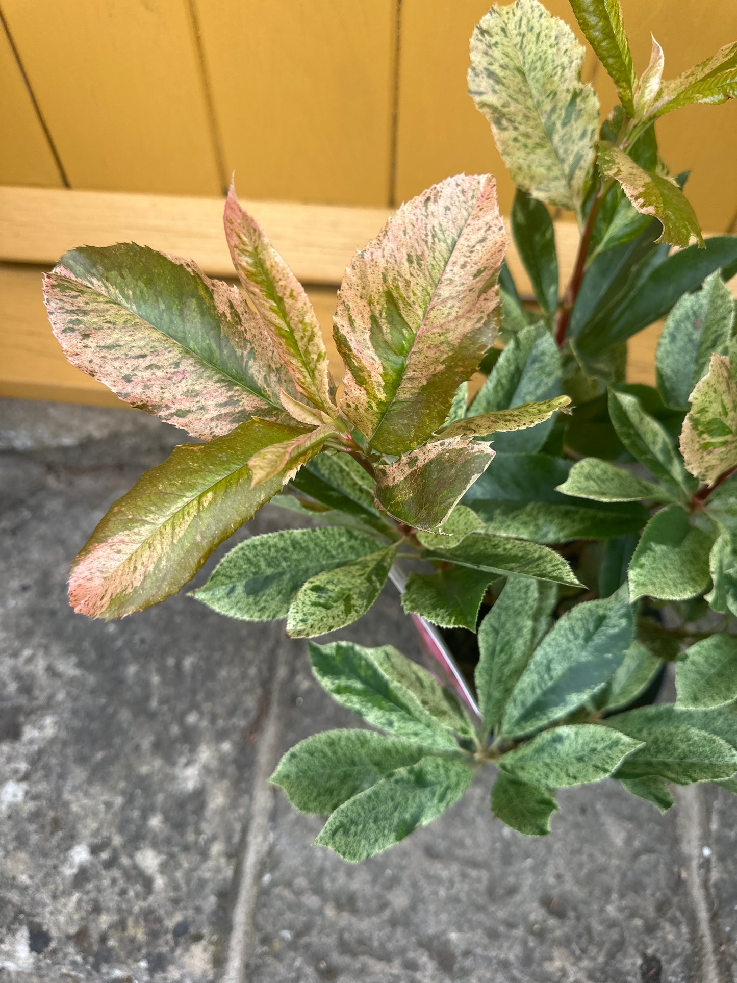 Photinia serratifolla Pink Crisp 3Ltr