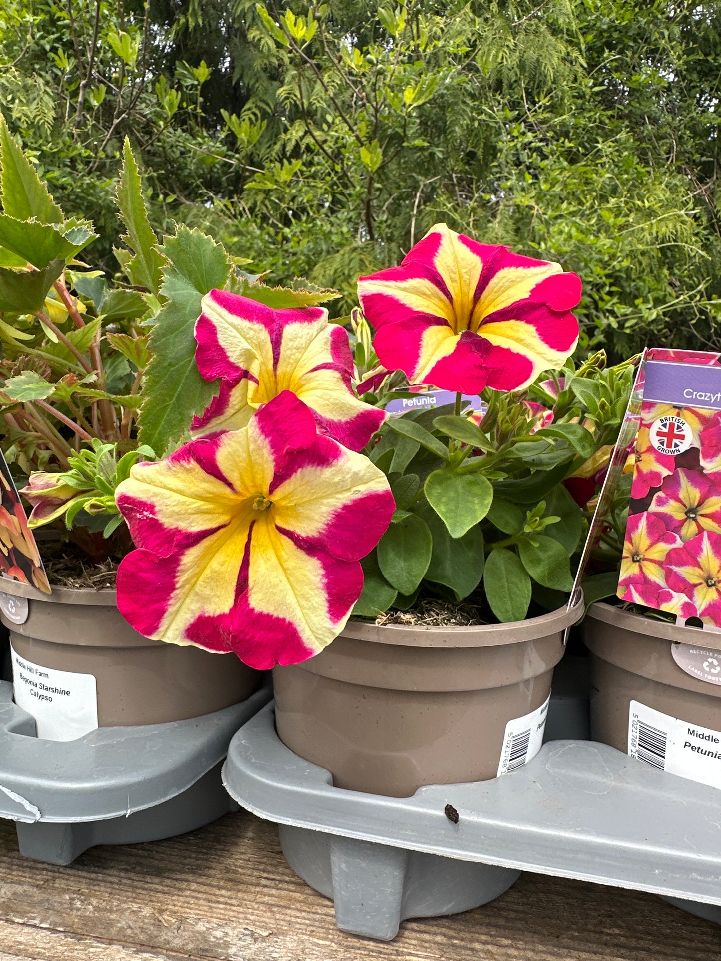 Petunia 1Litre