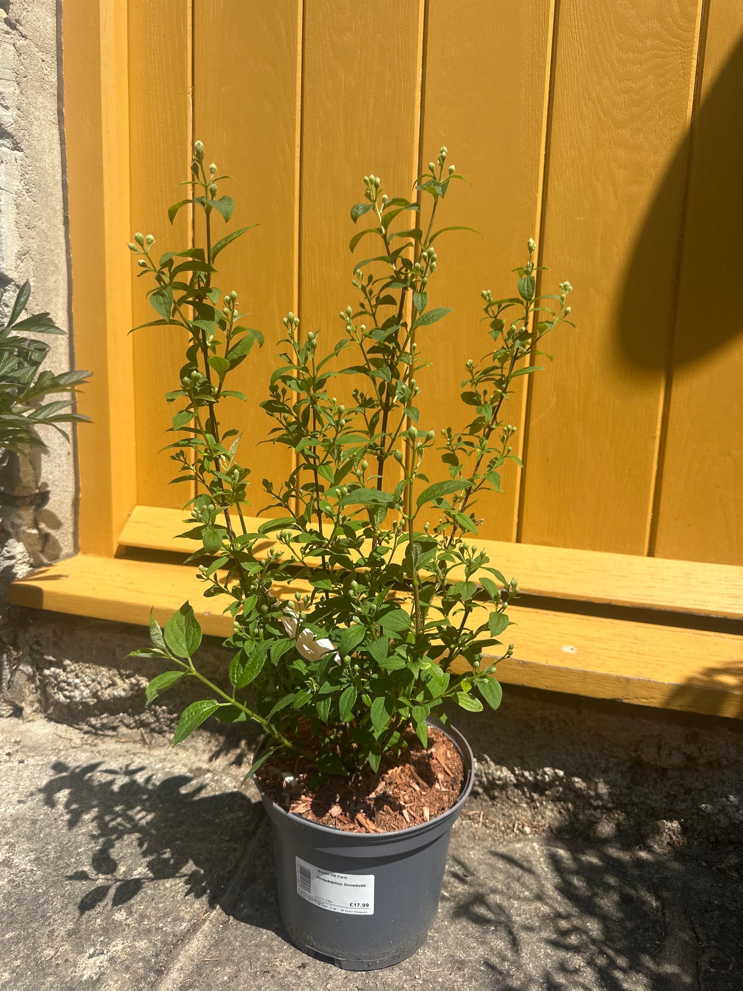 Philadelphus 3Ltr