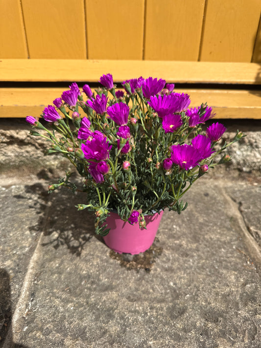 Mesembryanthemum 14cm