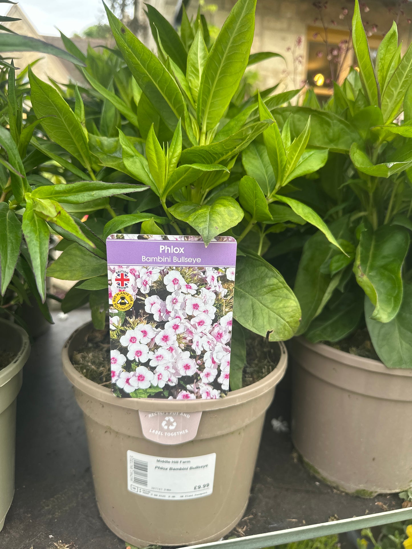 Phlox Bambini 3Ltr