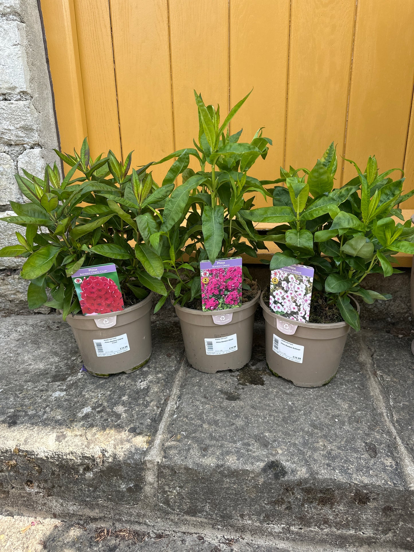 Phlox Bambini 3Ltr