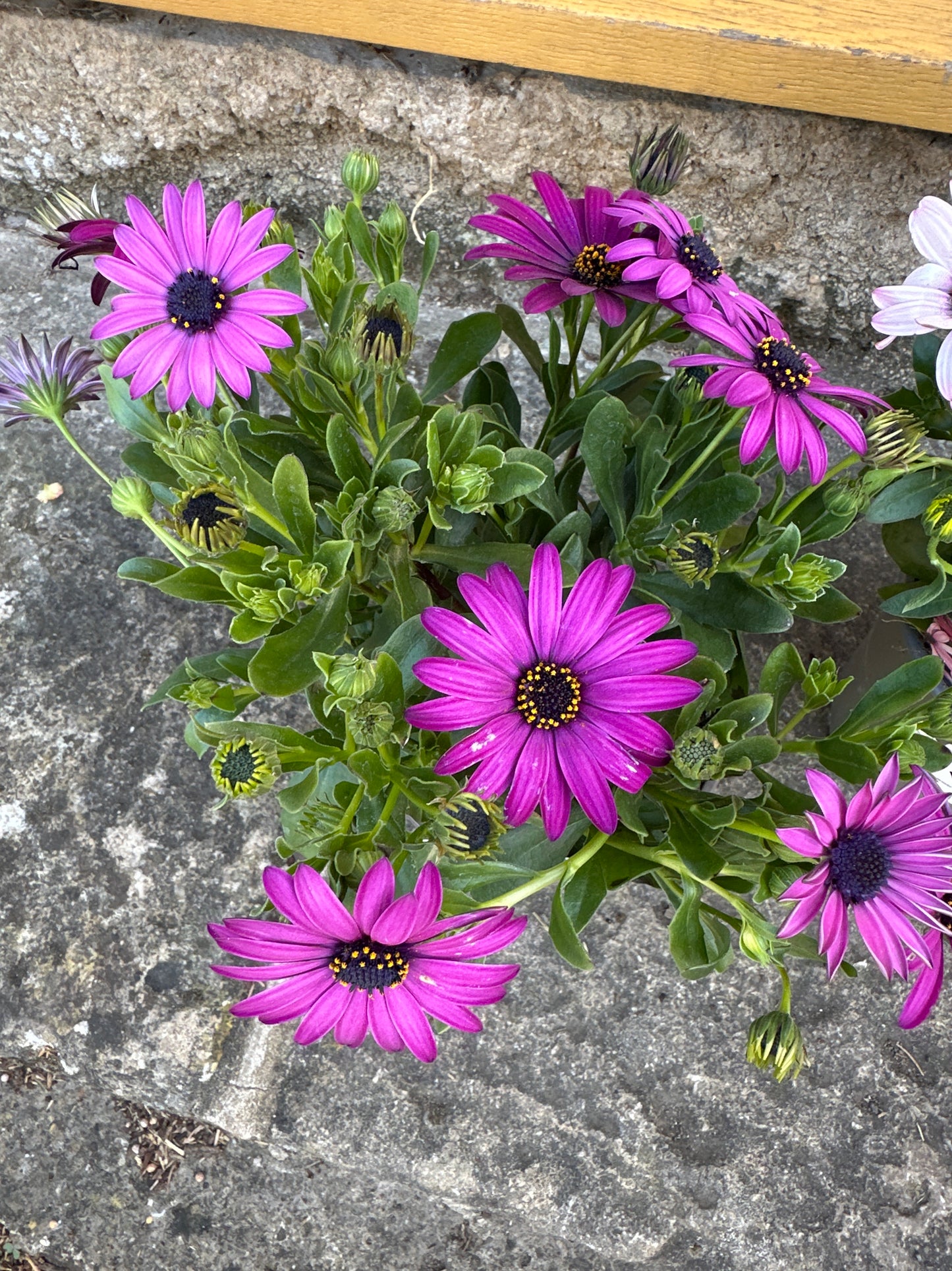Osteosperma Dallna Compact White 10.5cm