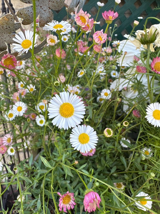 Erigeron Sea of Blossom 3Ltr