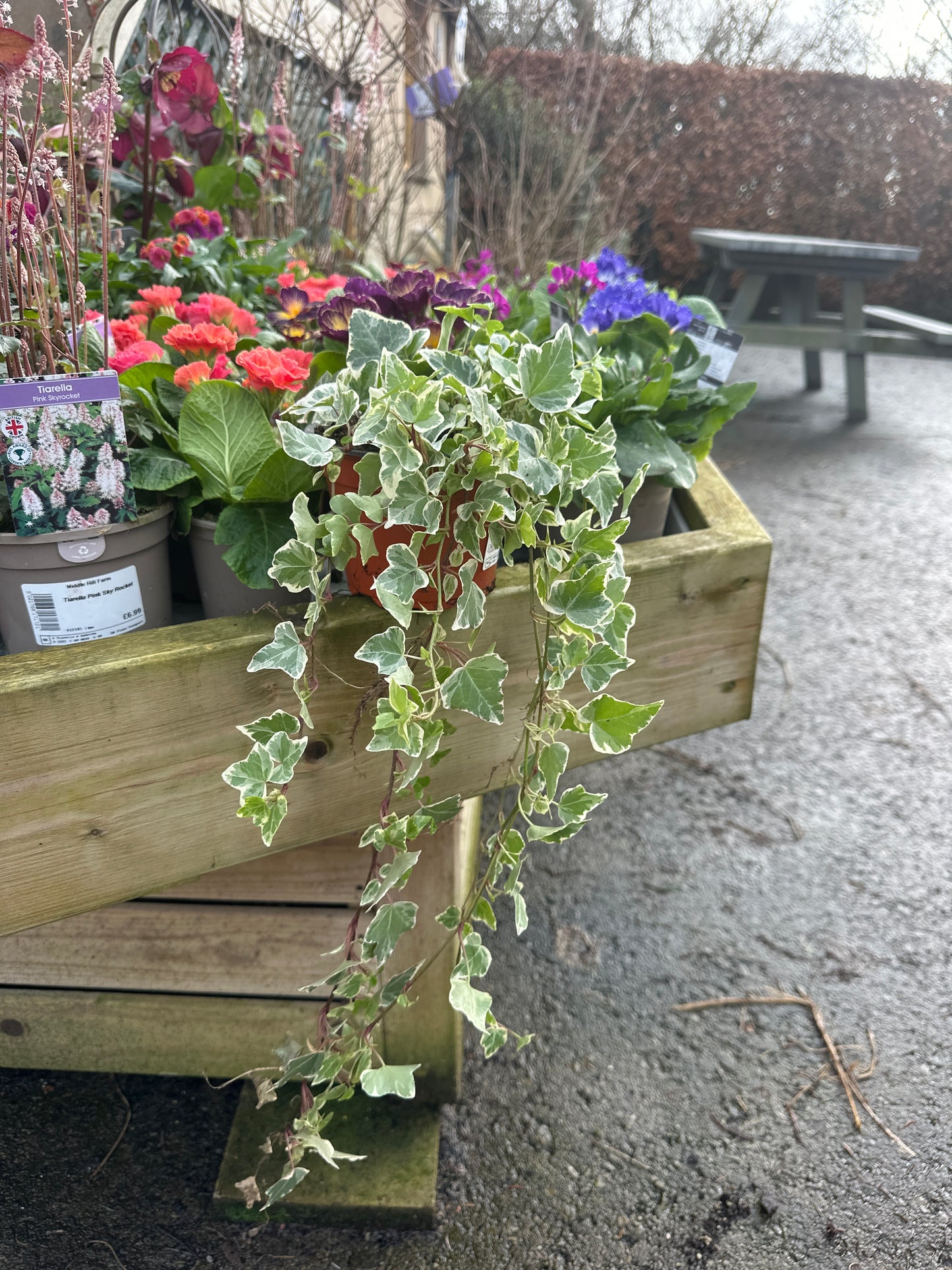 Hedera helix Variegated 13cm
