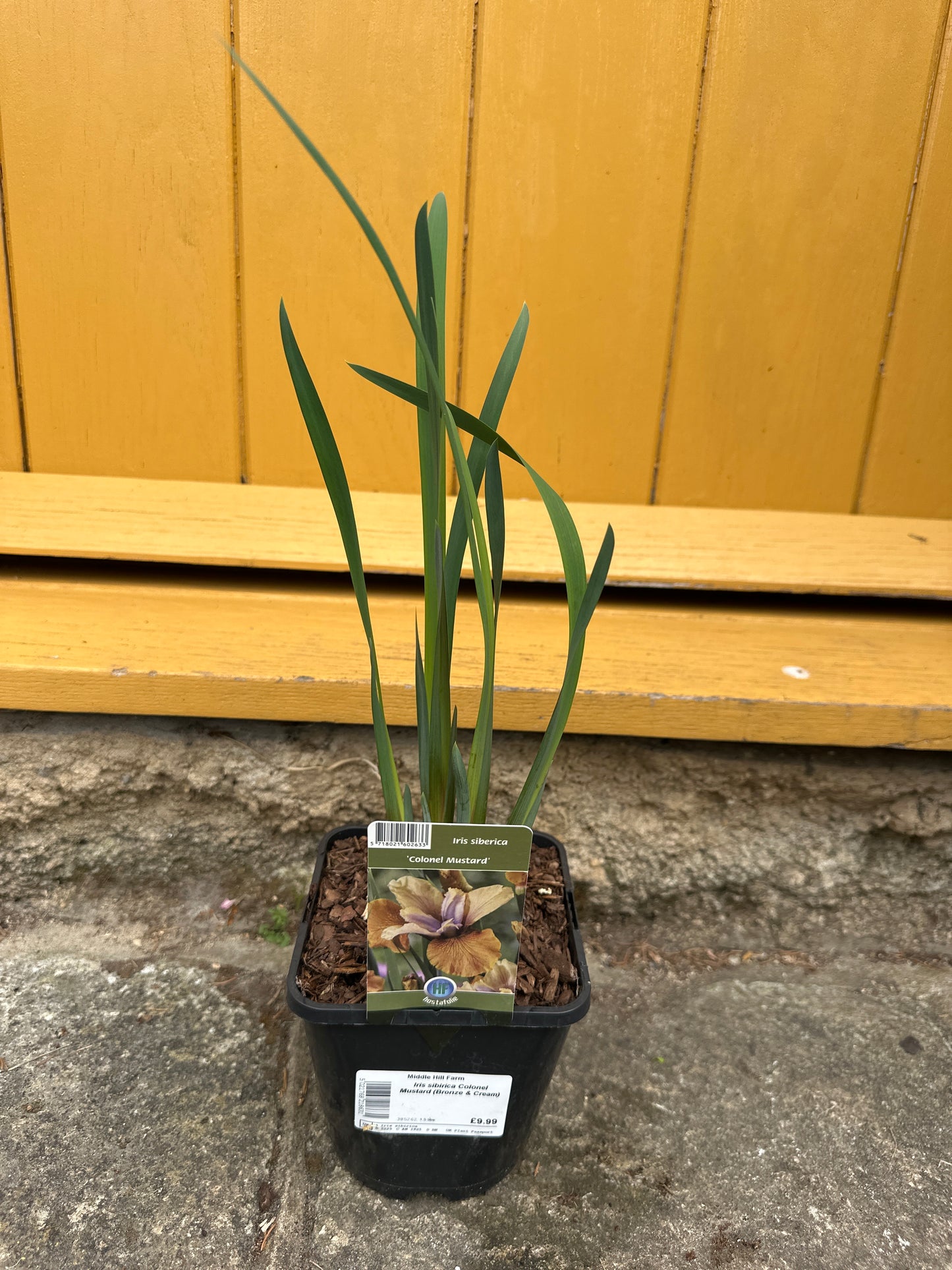 Iris sibirica Colonel & Mustard ( Bronze & Cream )1.5Ltr