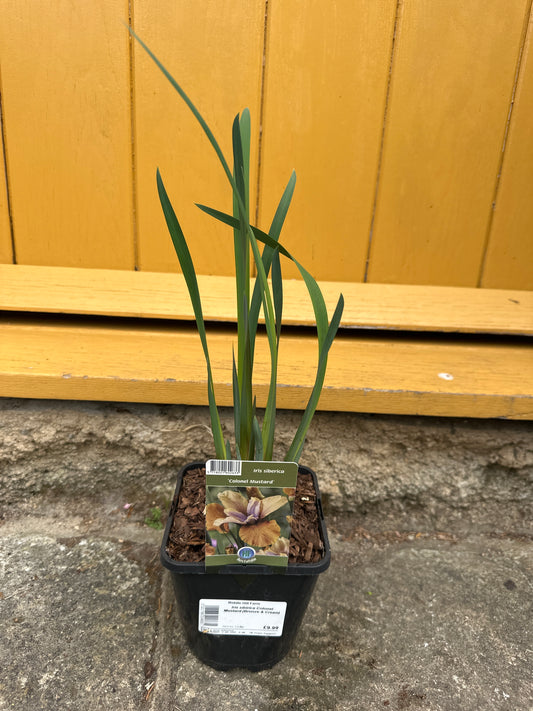 Iris sibirica Colonel & Mustard ( Bronze & Cream )1.5Ltr