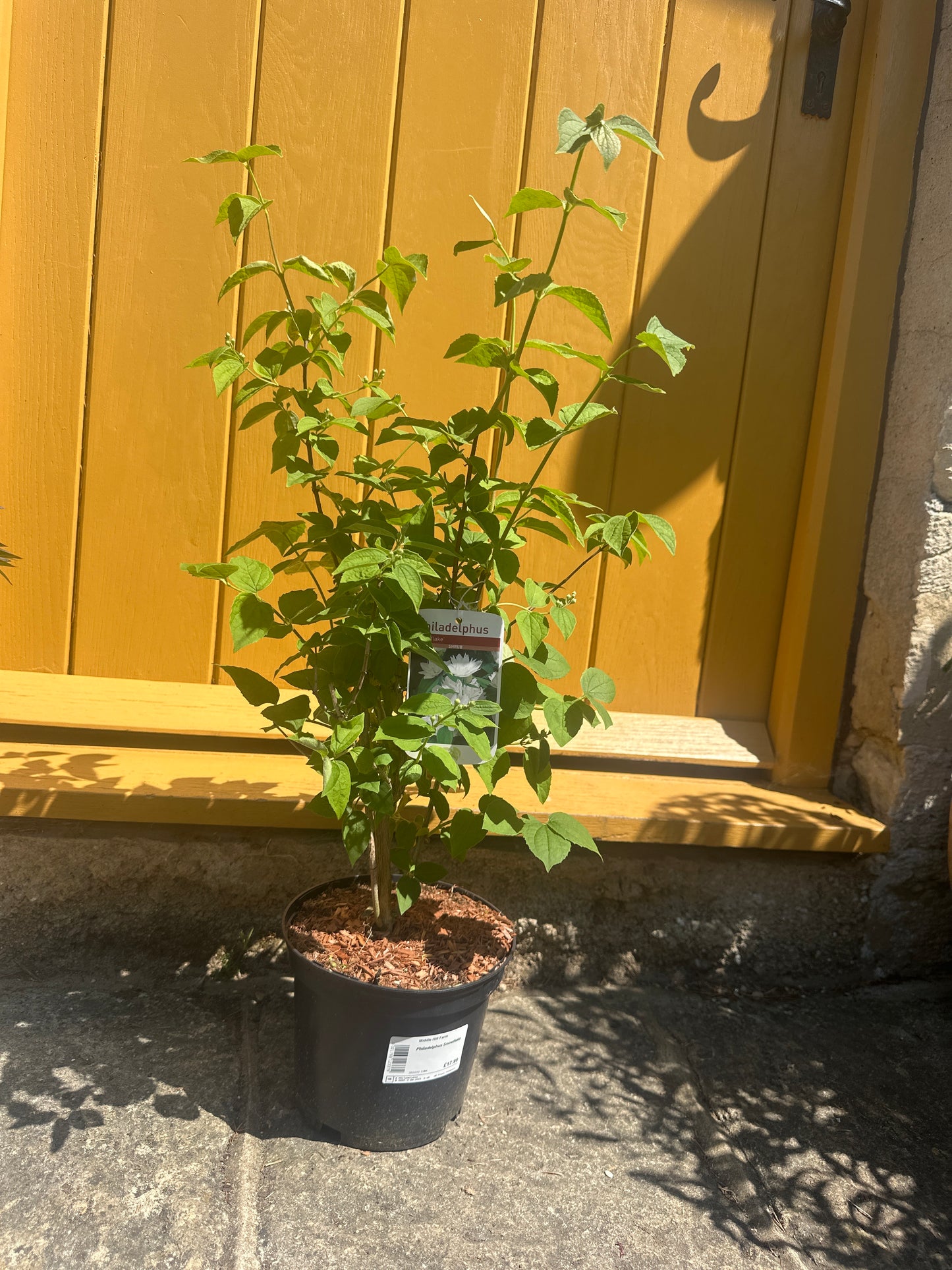 Philadelphus 3Ltr