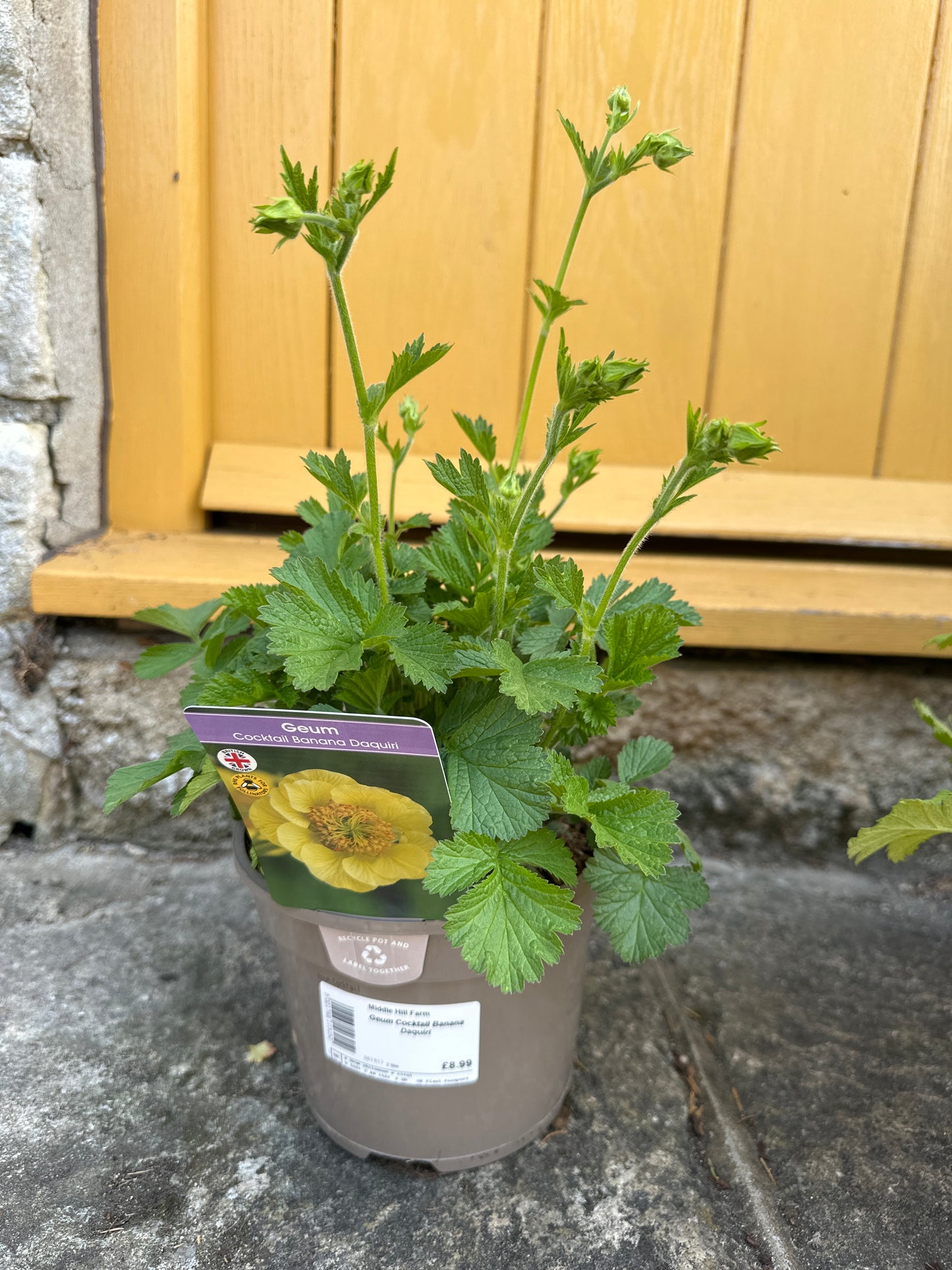 Geum 2Ltr