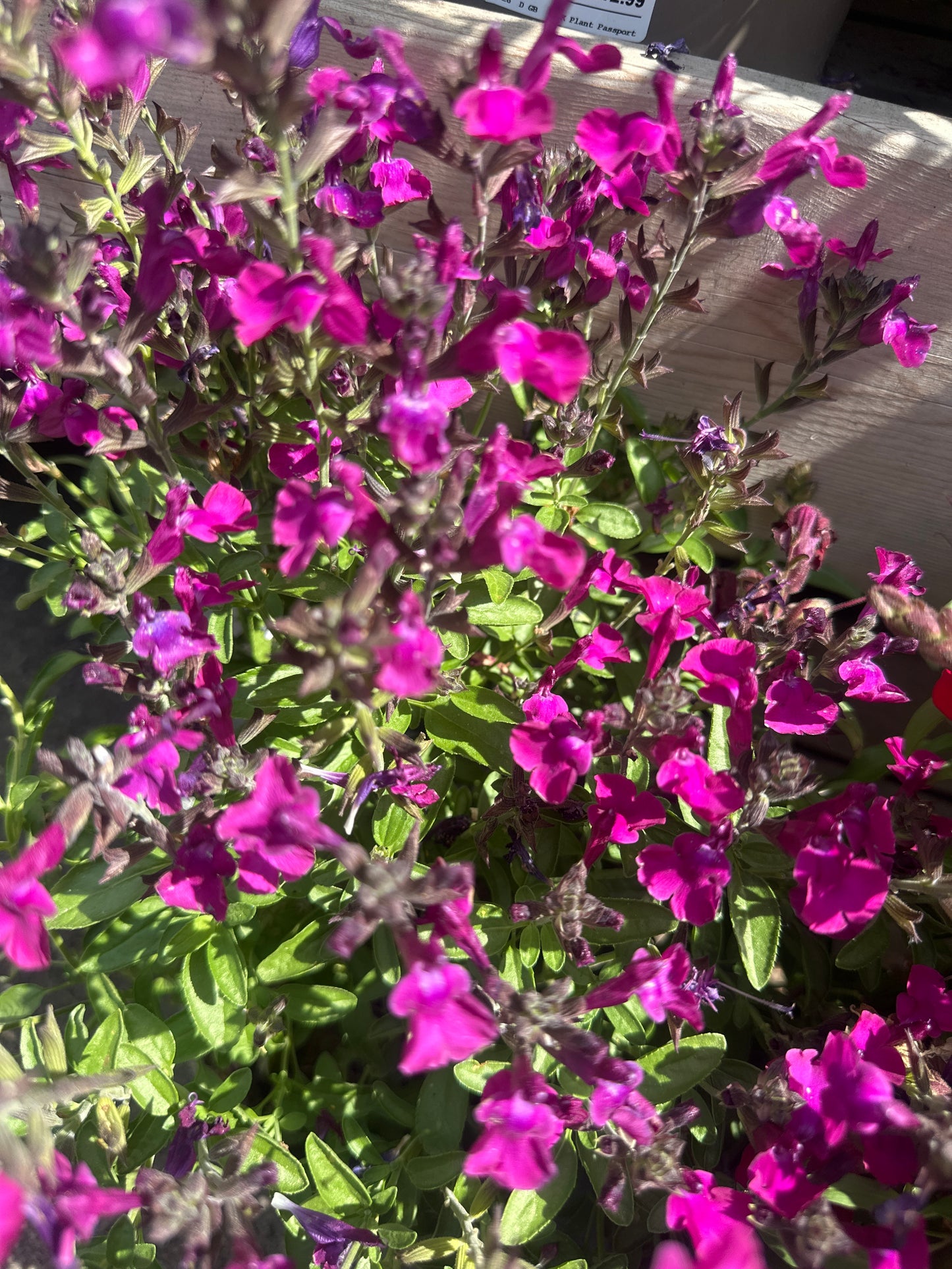 Salvia Magical 3Ltr