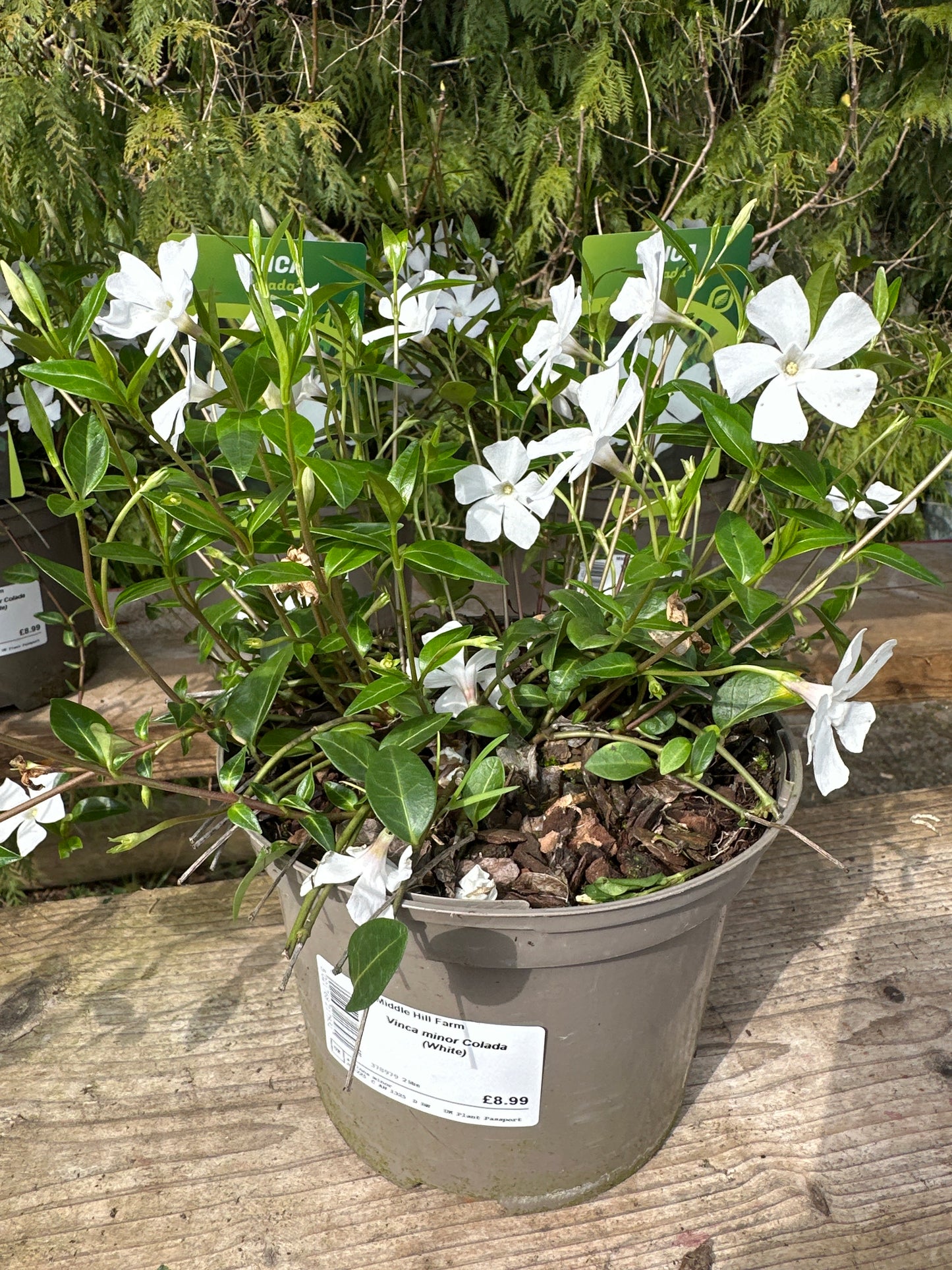 Vinca minor Colada ( White ) 2Ltr
