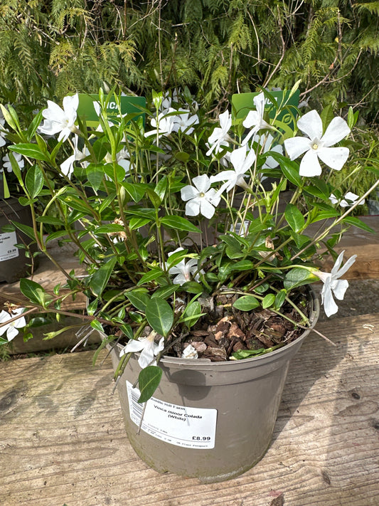 Vinca minor Colada ( White ) 2Ltr