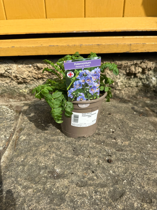 Polemonium Heavenly Habit 1 Ltr