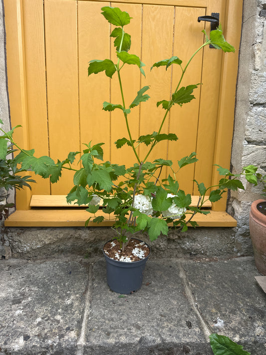 Viburnum opulus Roseum 3 Ltr