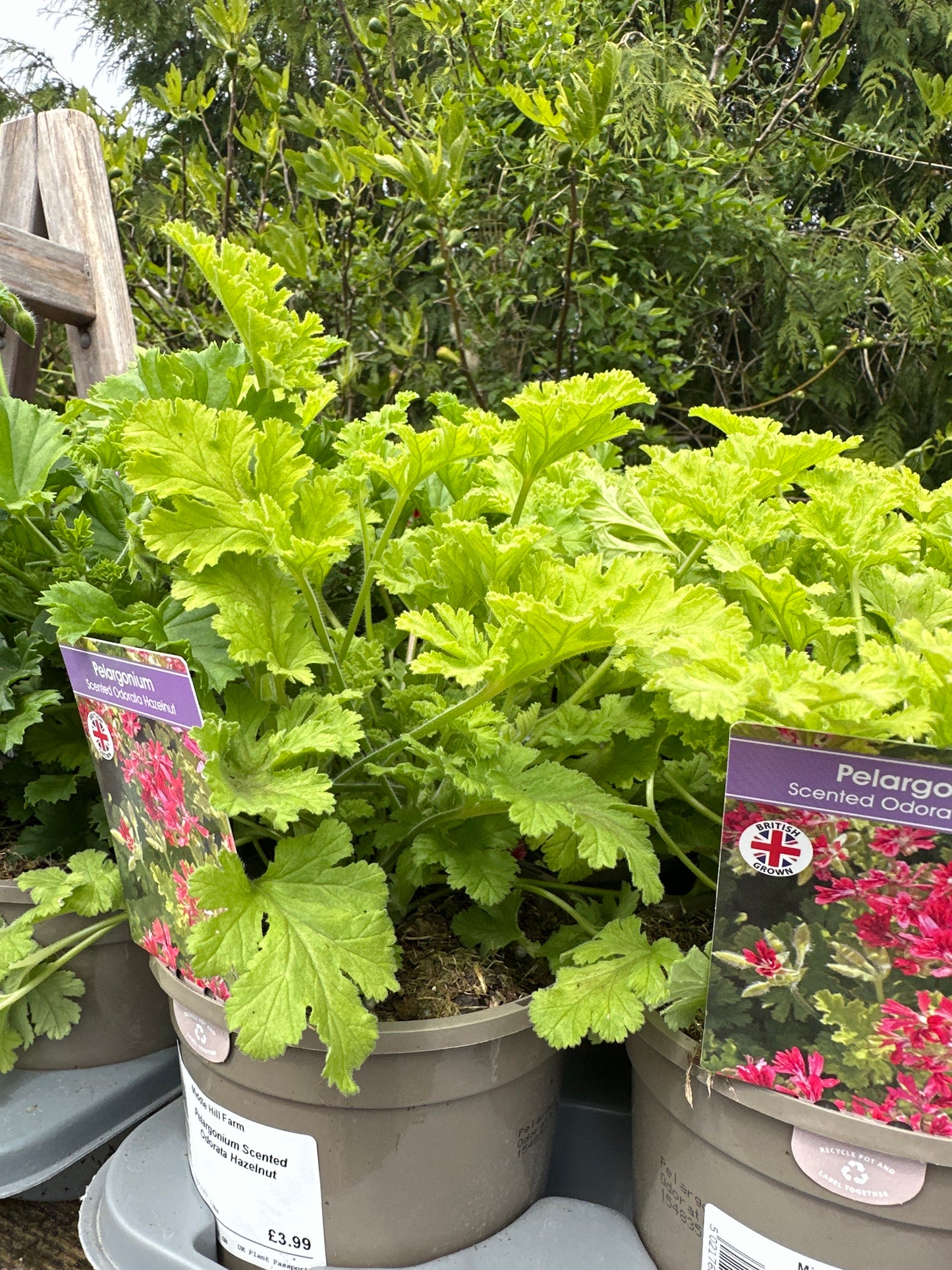 Pelargonium  1 Ltr