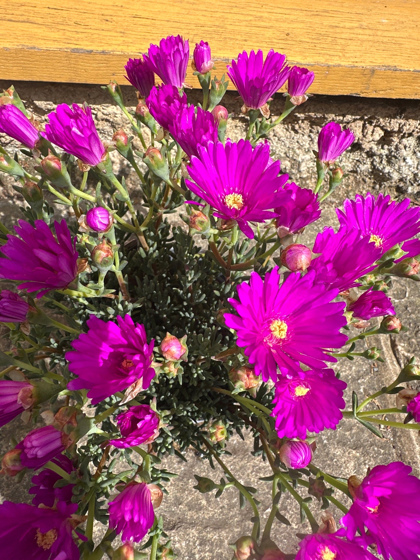 Mesembryanthemum 14cm