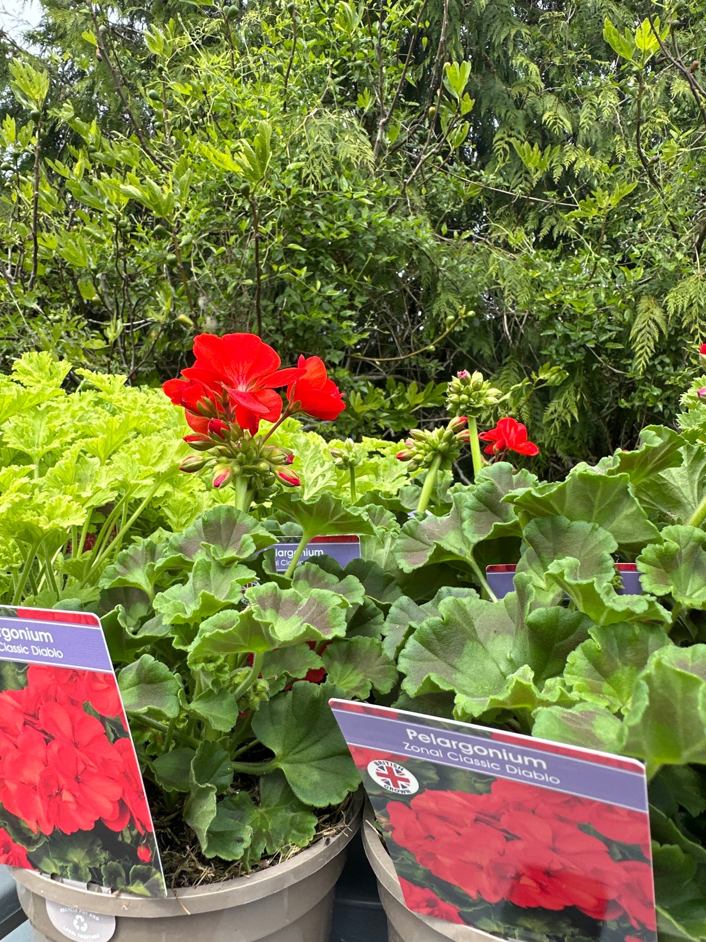 Pelargonium  1 Ltr