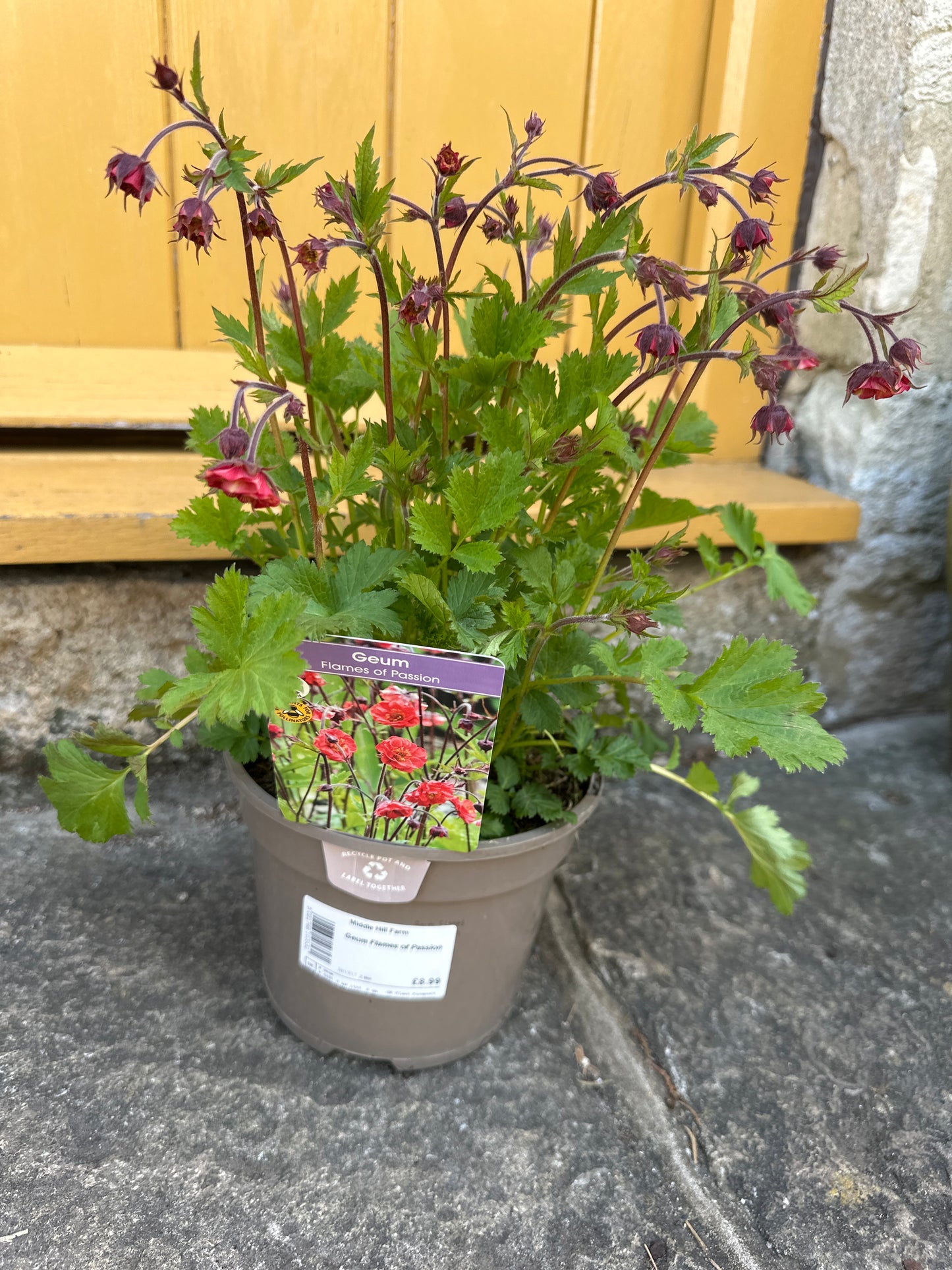 Geum 2Ltr