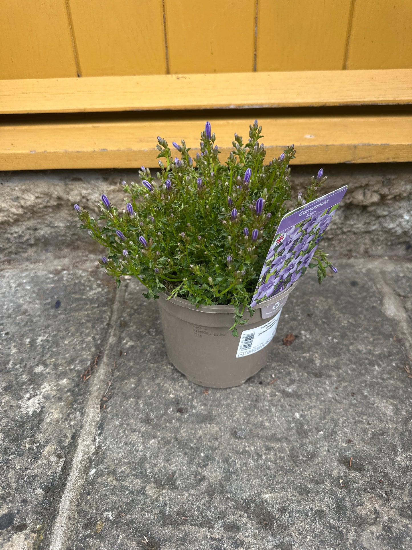 Campanula portenschiagiana Sago