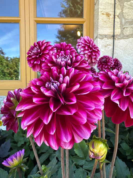 Dahlia Crème De Cassis 3Ltr