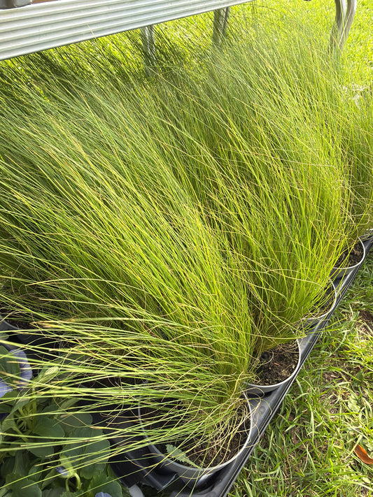 Stipa tenuissima Pony Tails 10.5cm