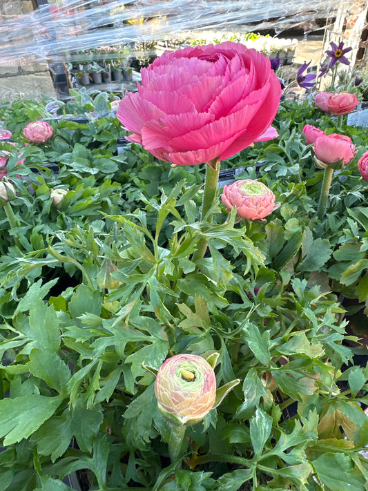 Ranunculus Vortex Champagne Rose 2L