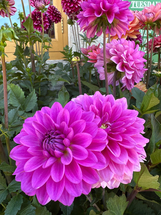 Dahlia Collection Lagoon Blue 3Ltr