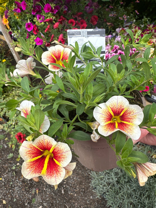 Callbrachoa Calltastic Cappuccino 1Ltr