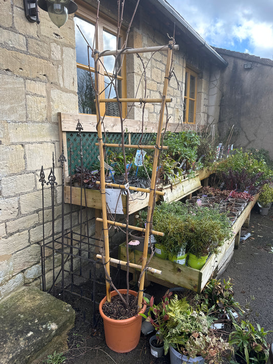 Wisteria sinensis Frame 150x150cm