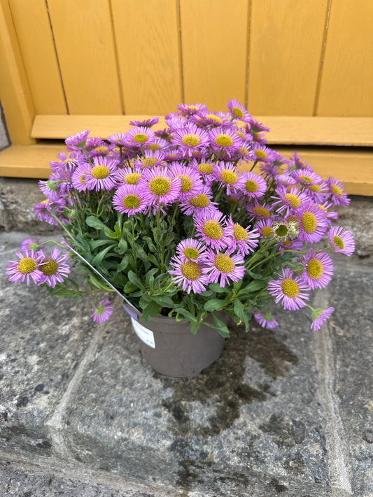 Erigeron Sea Breeze 3Ltr