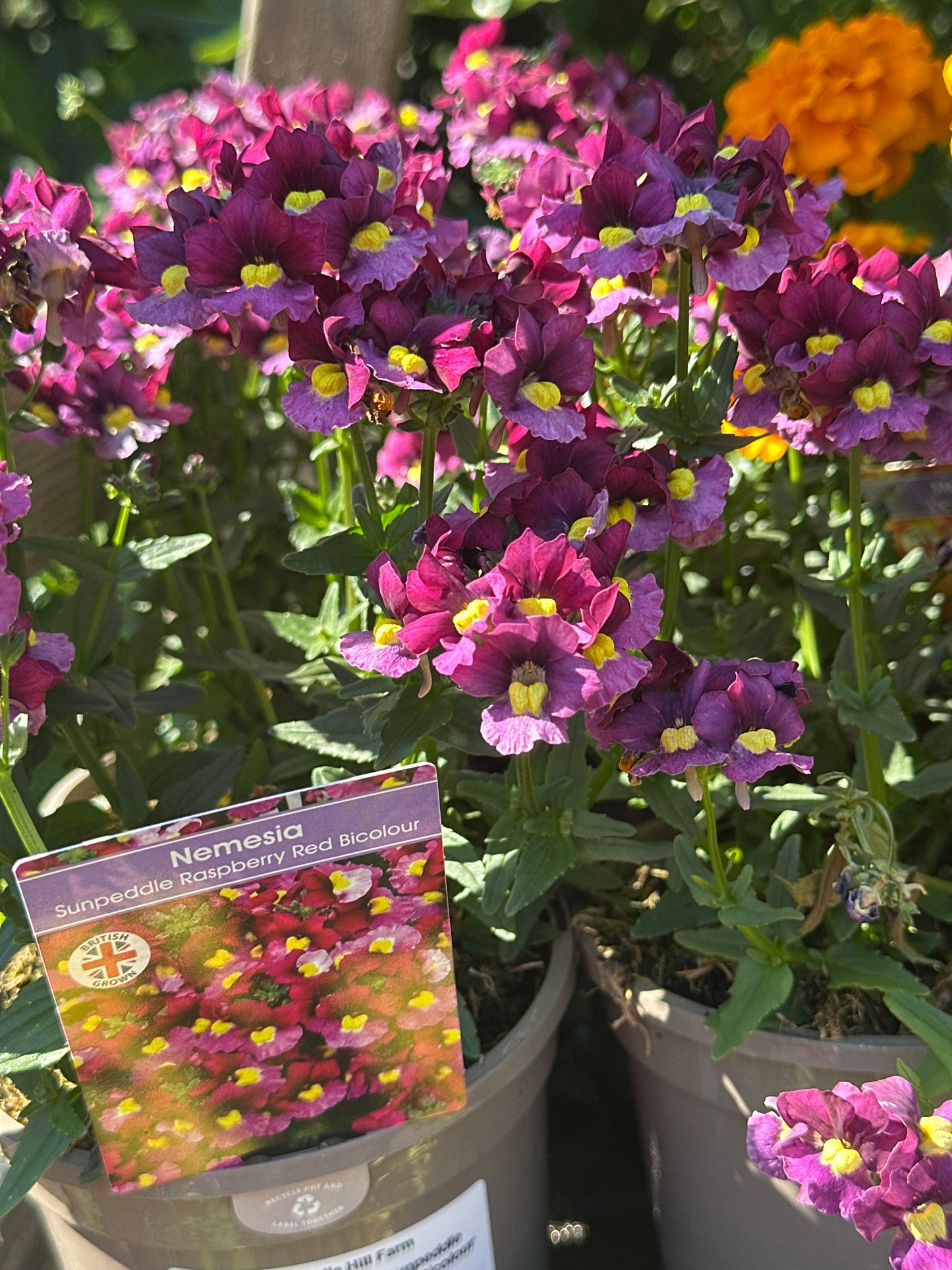 Nemesia 1Ltr