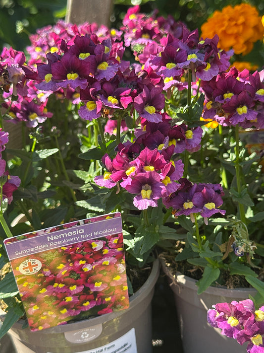 Nemesia 1Ltr