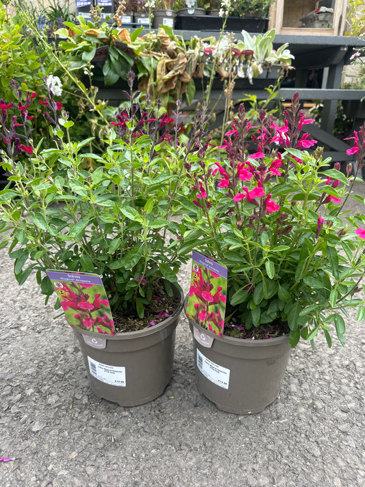 Salvia Magical 3Ltr