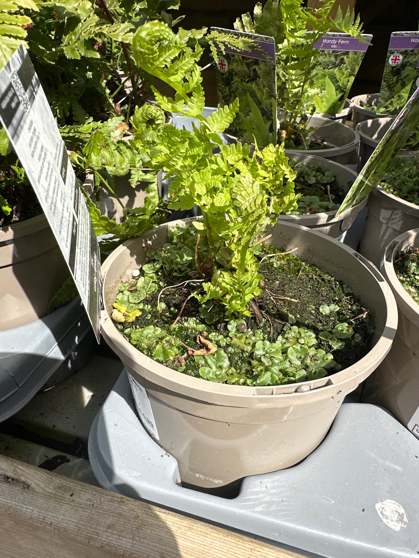 Ferns 1Ltr