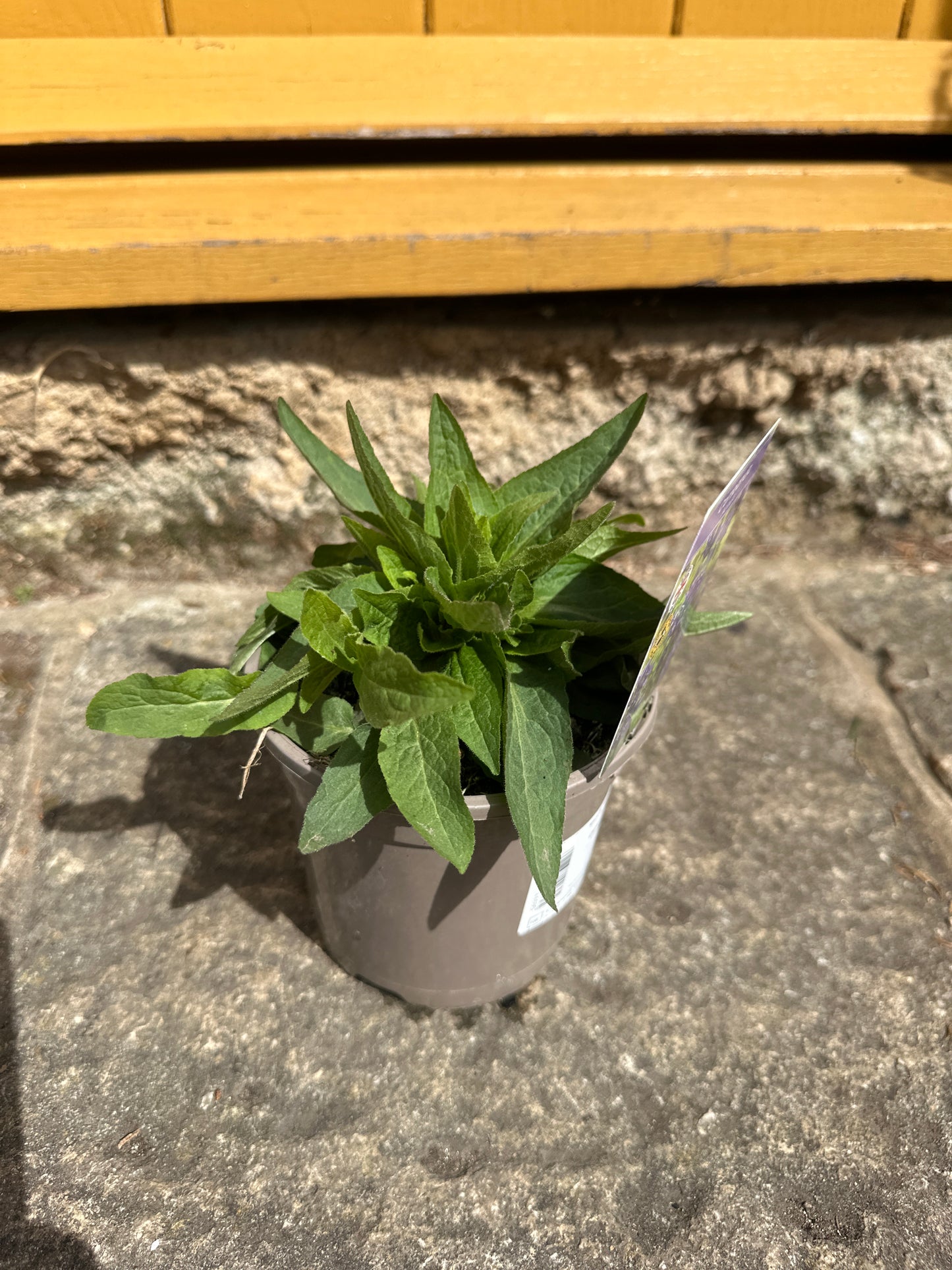 Campanula Acaulls 1Ltr