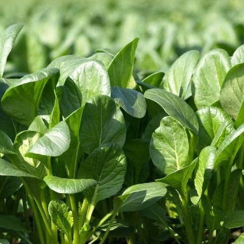 Micro Green Seed Set