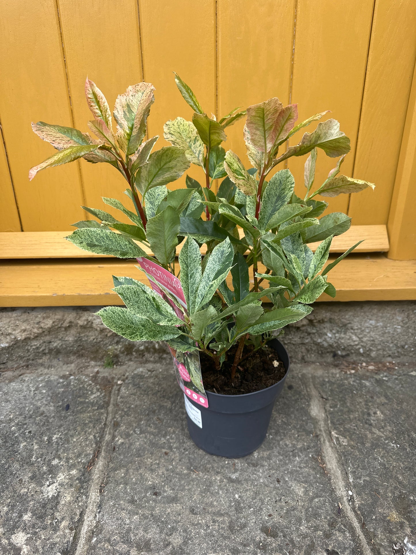 Photinia serratifolla Pink Crisp 3Ltr
